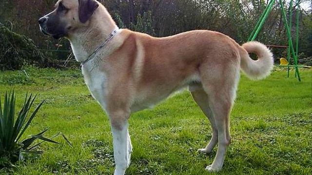Все породы собак.Анатолийская пастушья собака (Anatolian Shepherd) смотреть онлайн