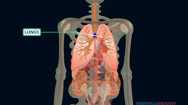 Cool Human Body Facts * Science for Kids* смотреть онлайн