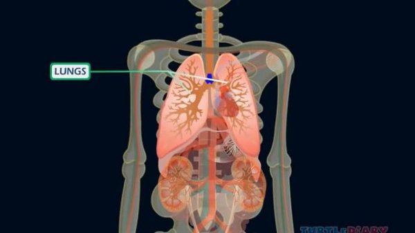 Cool Human Body Facts * Science for Kids*