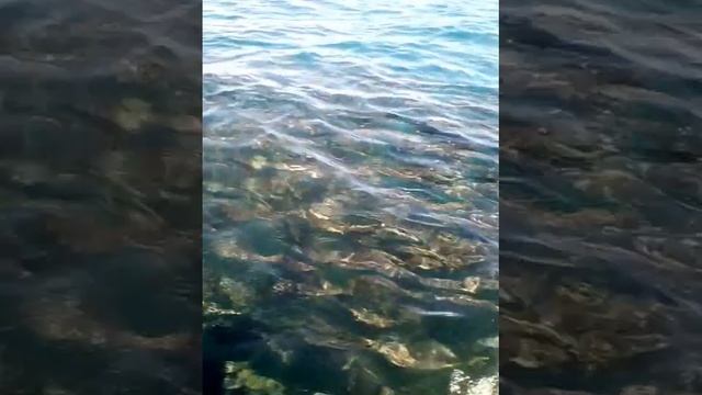 seawolf смотреть онлайн