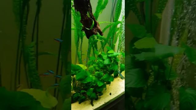 Аквариум, две недели после запуска. смотреть онлайн