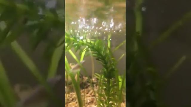 Peces 2 Iturra смотреть онлайн