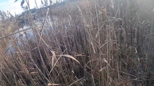 Бешенный чирок и Нежданный селезень!