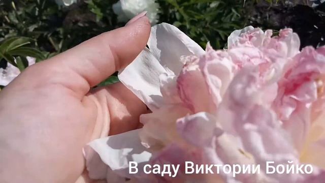 Пионы Angel Cheeks, Raspberry Sundae. Различия . смотреть онлайн