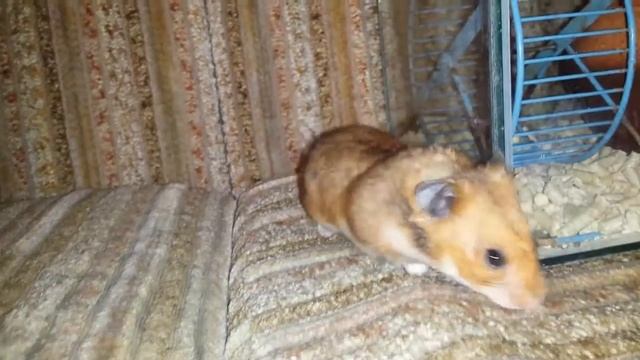 Побег хомяка Мартина смотреть онлайн