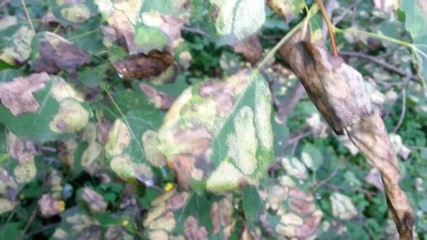 Осина. Пятна на листьях. Болезнь или вредитель? Populus tremula. Aspen. AllVideo.su