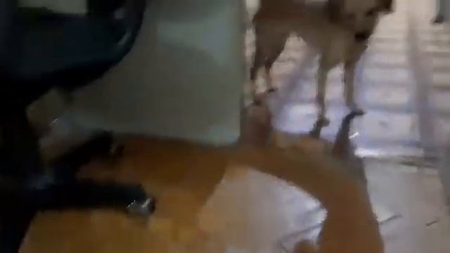 Что с котами делает валерьянка и кошачья мята смотреть онлайн