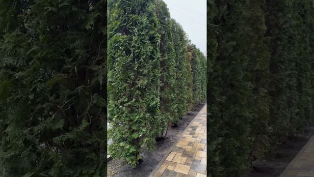 Привели в порядок живую изгородь из туй. смотреть онлайн
