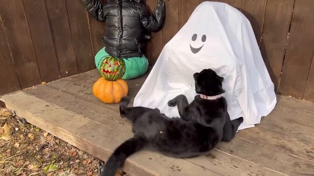Luna The Panther, Rottweiler Venza, Ghost And Igor??? Halloween Special