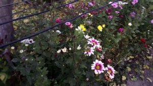 ВЫРАЩИВАЕТ ХРИЗАНТЕМЫ КАК БИЗНЕС