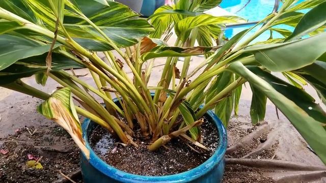Potting Variegated Shell Ginger & Plant Chat || Alpinia Zerumbet 'Variegata' смотреть онлайн