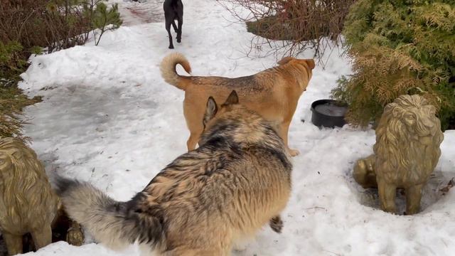 Такого льва каждый может описать смотреть онлайн