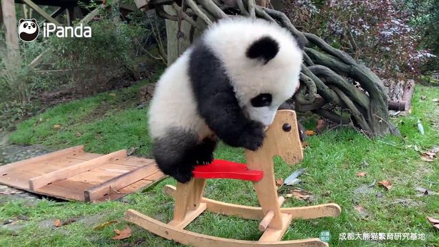Happy Moments In Pandas’ Life | iPanda смотреть онлайн