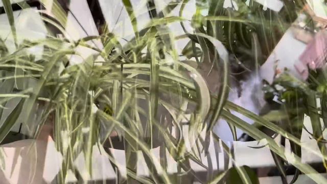 Finally Picked-Up a Wishlist Plant!!! смотреть онлайн