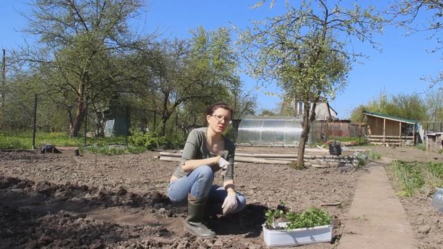 Высаживаем рассаду корневого сельдерея в открытый грунт смотреть онлайн