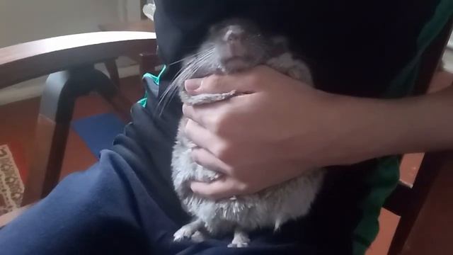 Маленькое Чудо | Cute Chinchilla Eats #funny_pets #shorts #chinchilla