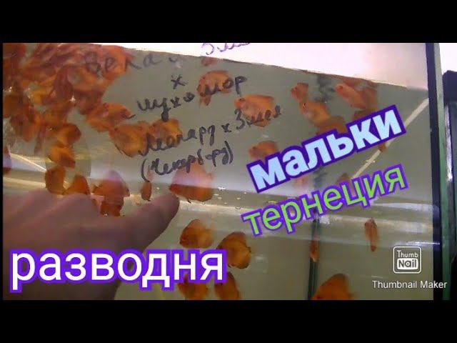 Новости нашего питомника Дискусы из Краснодара смотреть онлайн
