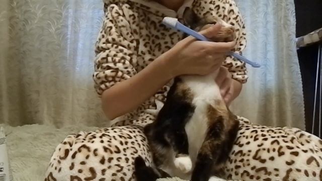 ЧИСТКА ЗУБОВ у кошек смотреть онлайн