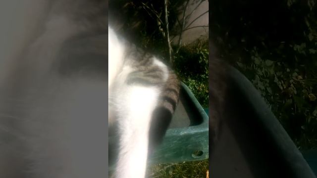 Наш маленький питон Тиша смотреть онлайн