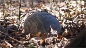 Броненосец. Редкое Животное.|Armadillo. Rare Animal.
