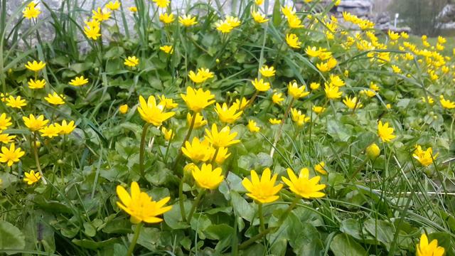 Оксана Булат 🔴 Когда придет опёка с проверкой смотреть онлайн