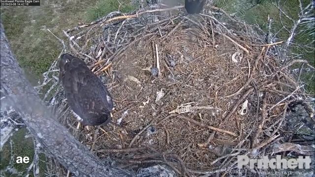 3/8/2019 Dad flying in with a fish, crashes into E12 who's hanging out on the porch.. смотреть онлайн