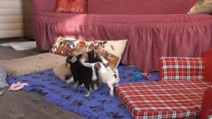 Мини чихуахуа и Стандарт@ Обзор щенков ЧИХУА / Chivava