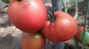 Обзор сорта №8. Да - ЭТОТ СОРТ МНЕ ОЧЕНЬ ПОНРАВИЛСЯ.