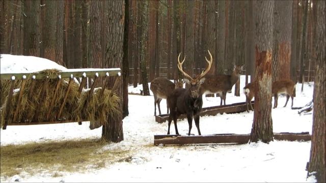 Национальный заповедник "Орловское полесье" смотреть онлайн