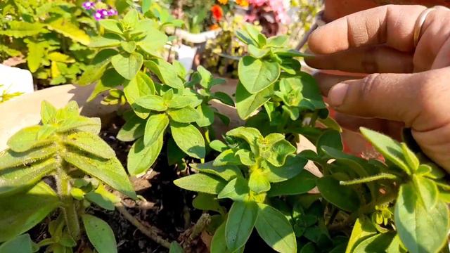 Yellow Leaves In Dying Petunia Plant Care Tips / How I saved my Plant with Organic Treatment смотреть онлайн
