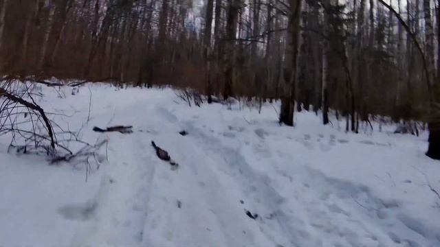 Катаюсь в лесу на питбайке и снимаю влог на Digma dicam 800 смотреть онлайн