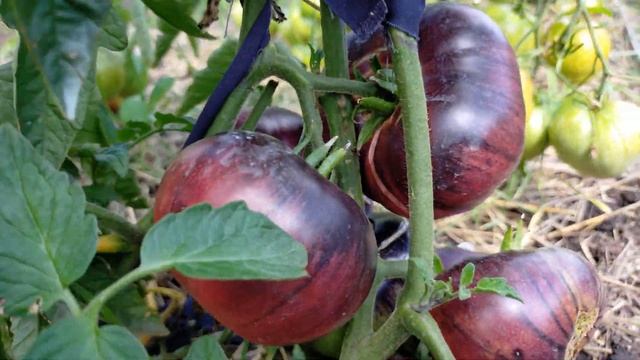 Розовый сибирский тигр! Полный обзор томата