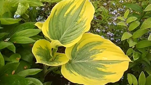 хоста ЛИБЕРТИ смотреть онлайн