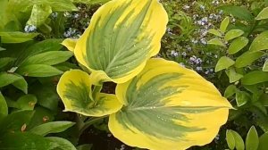 хоста ЛИБЕРТИ