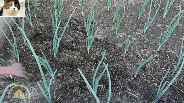 Как избавиться от луковой мухи на грядке. Уход за луком севком смотреть онлайн