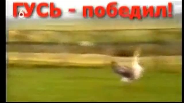 гусь vs конь смотреть онлайн