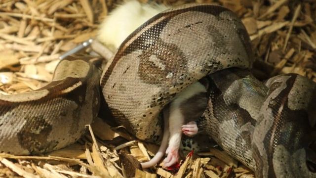 ???BOA CONSTRICTOR VS. LARGE RAT (DISCRETION ADVISED) смотреть онлайн