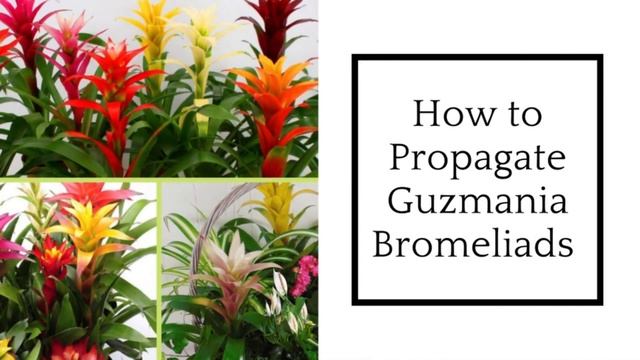How to Remove Bromeliad Pups | Guzmania Propagation | Care and Propagation Of Guzmanias смотреть онлайн