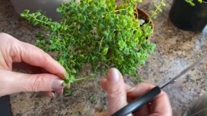 Бакопа/ особенности ухода для пышного цветения/???