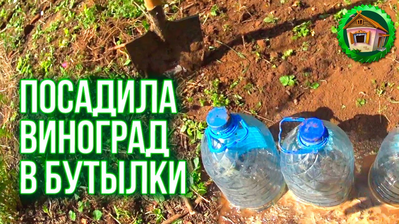 Обрезка винограда. Как Посадить Виноградник. Нашла Сокровище СССР. Как обрезать виноград. 105 серия смотреть онлайн