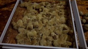 Самостоятельный вывод перепелят. Процент вывода техасский перепелов. Оплод инкуб яйца техассцев.