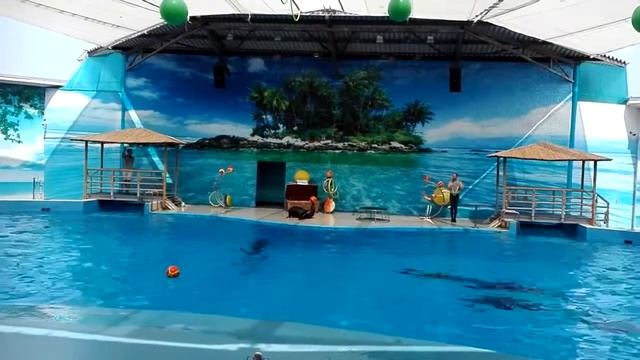 Морской лев играет с мячом смотреть онлайн