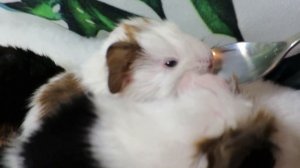 Как выкормить малышей Морской свинки