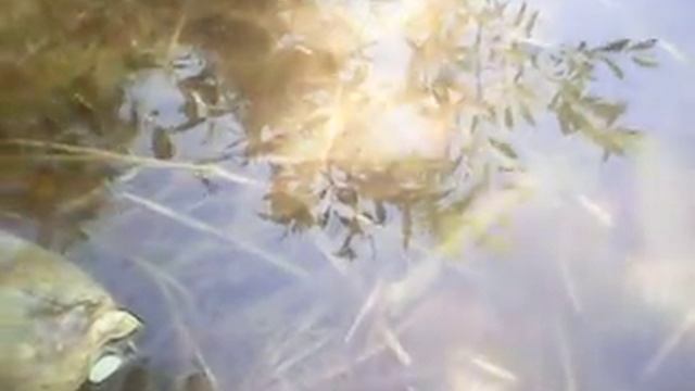 жук рыбоед смотреть онлайн