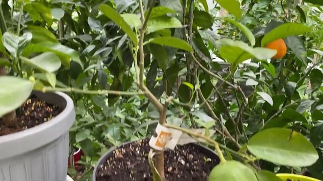 Тем временем, обзор растений с саду и около??? смотреть онлайн