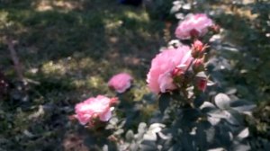 Роза Ольга (селекция Усынин). Посадка 2020г, съемка 25/07/21г., вторая волна цветения