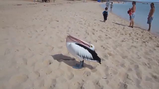Самое зевательное видео смотреть онлайн