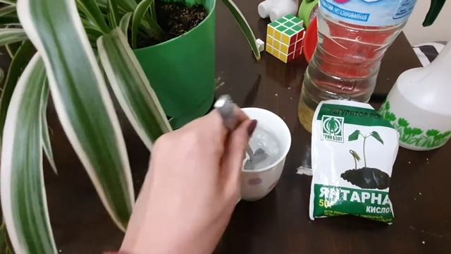 Цветы. Хлорофитум уход, полив, удобрение. смотреть онлайн