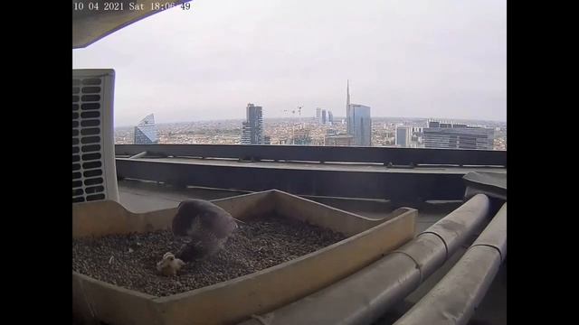 Giò&Giulia Falchi Pellegrini, grattacielo Pirelli Milano, schiusa uova 2021 смотреть онлайн