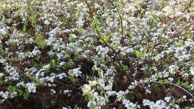 Golden Thunberg's Spirea (Spiraea Thunbergii 'Ogon') - Plant Identification
